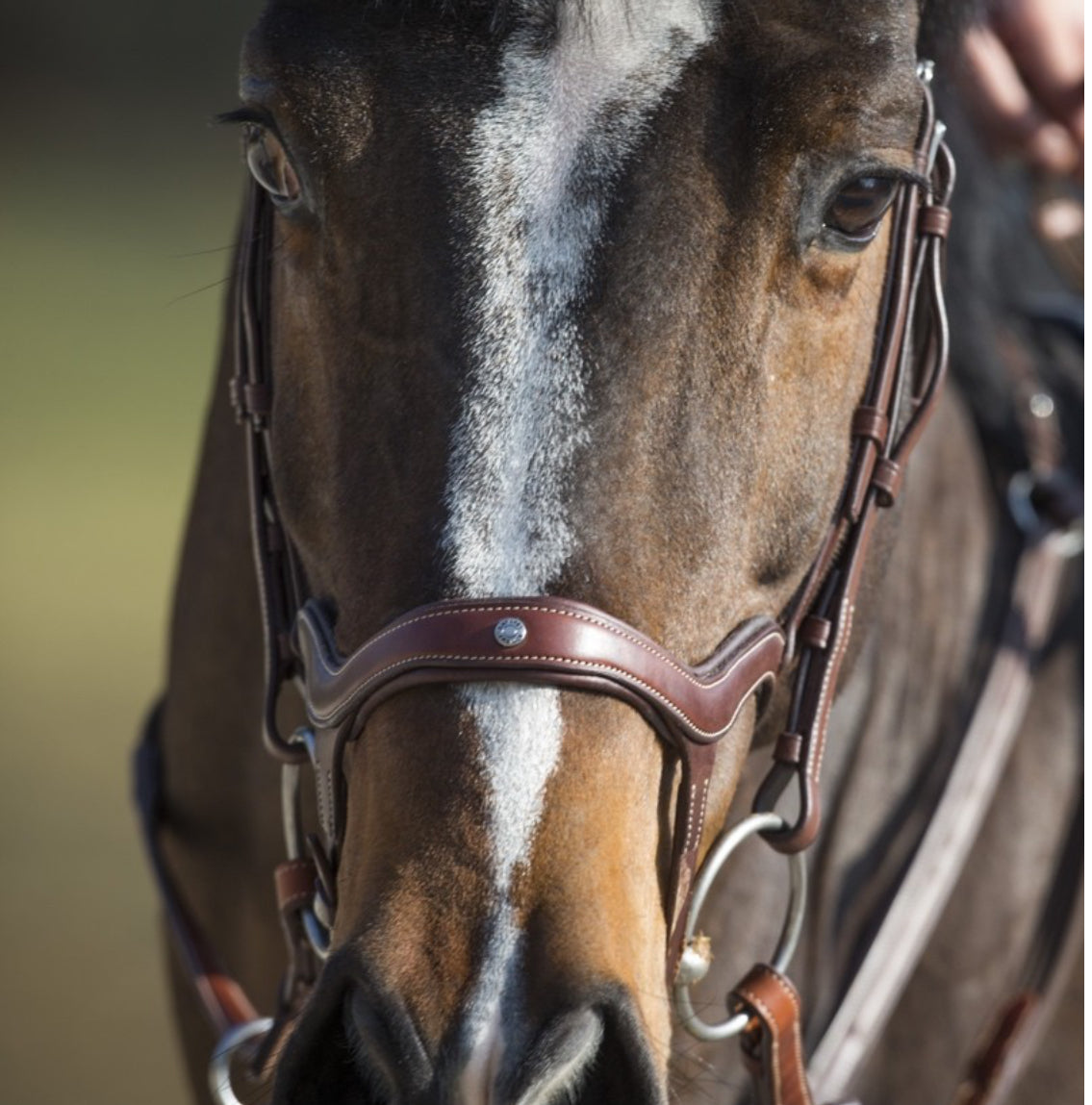 Antarès Precision y noseband