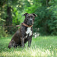 Antarès Hundehalsbånd