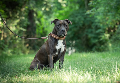 Hundehalsbånd fra Antarès