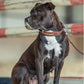 Antarès Hundehalsbånd