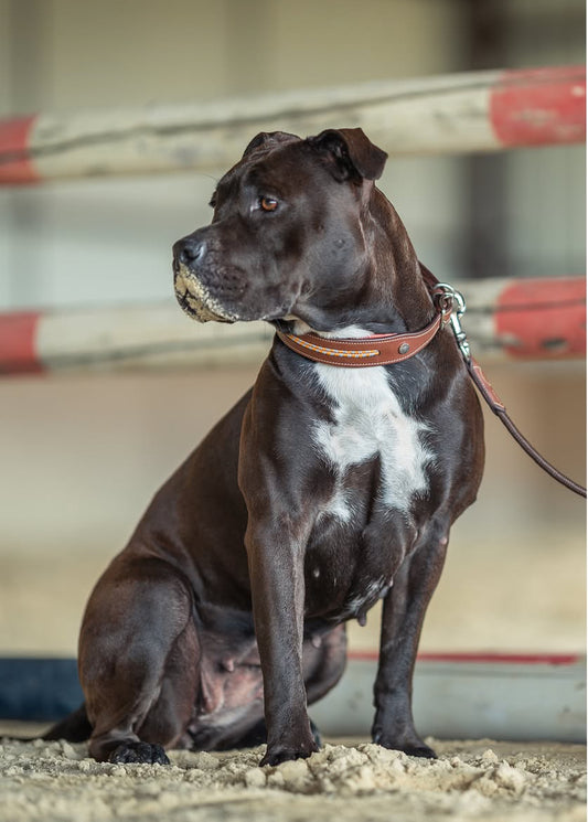 Antarès Hundehalsbånd
