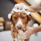 Deluxe Shampoo