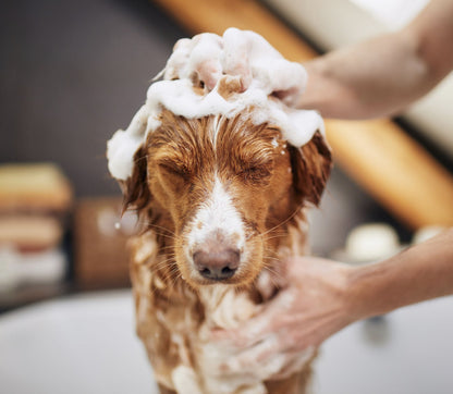 Macademia nut oil shampoo