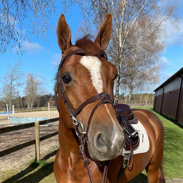 Hodelag Signature Training